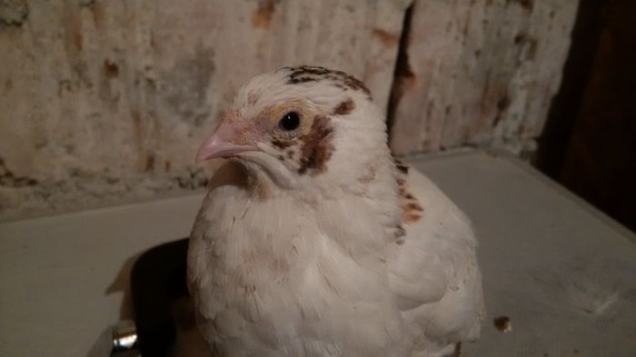 2016 - 25 zile - prim cantat de cocosi