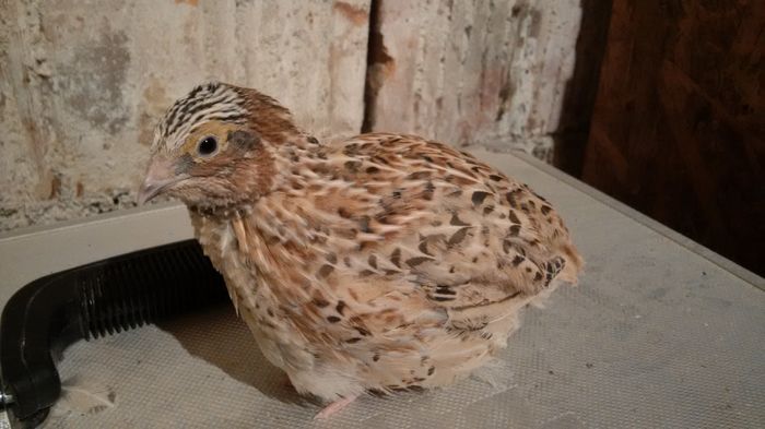 2016 - 25 zile - prim cantat de cocosi