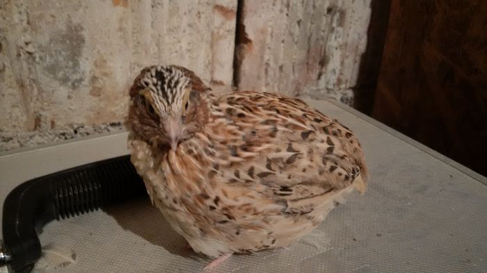 2016 - 25 zile - prim cantat de cocosi