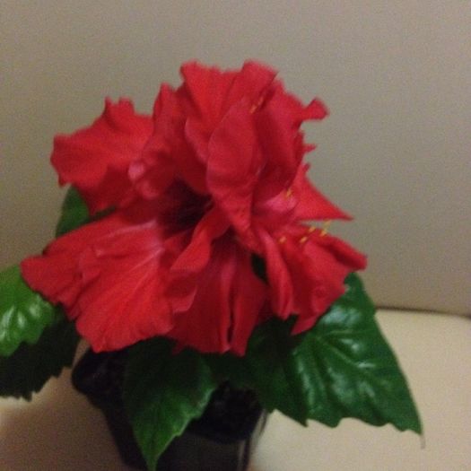 image - hibiscus