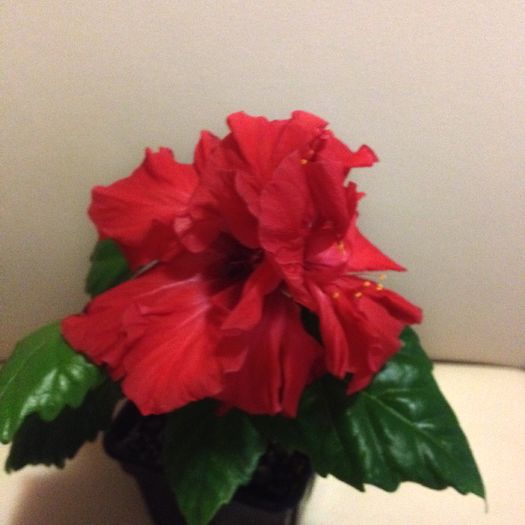 image - hibiscus