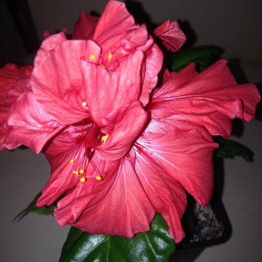 image - hibiscus