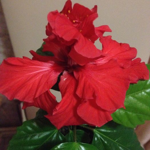  - hibiscus