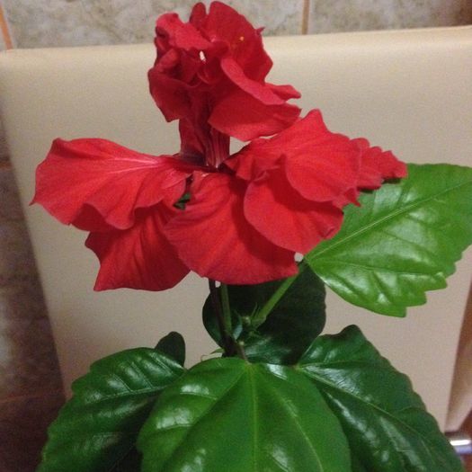 floare classic red