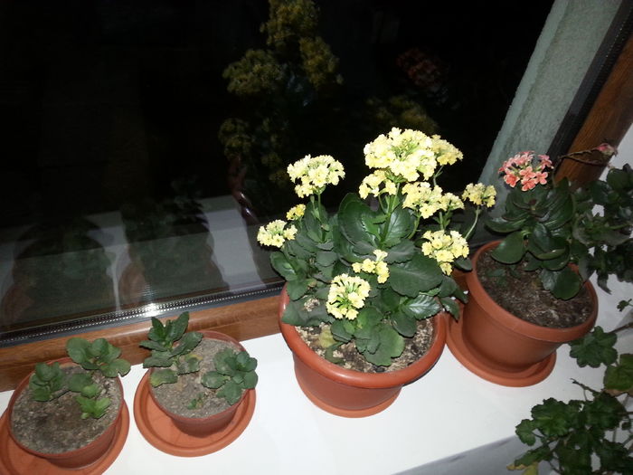 20151228_183829 - kalanchoe