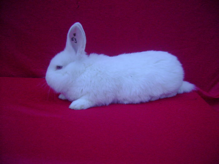 Fem E3 (RO365)-3,5 Luni - Predesti - DJ