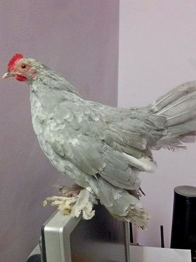 gri perla bobat cu alb