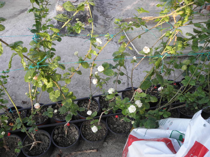 P7080030 - Jasmin - Sambac Grand Duke Of Tuscany