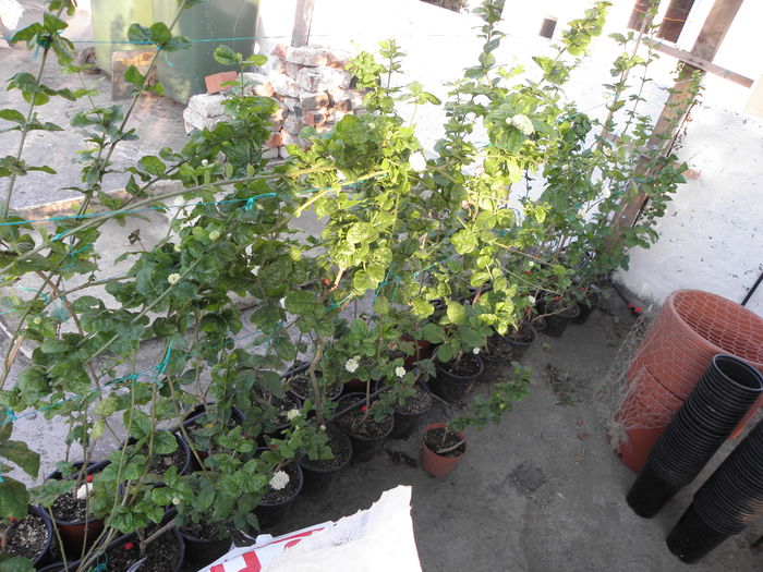 P7080031 - Jasmin - Sambac Grand Duke Of Tuscany