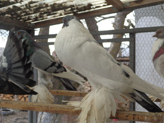 DSC00810 - GUSATI  POMERANIA PENTRU 2016