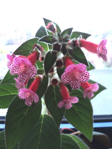 DSC09694 - 2016 - KOHLERIA