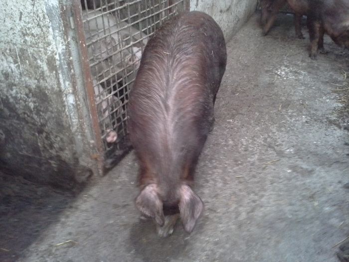 20160308_180114 - duroc femele 2016