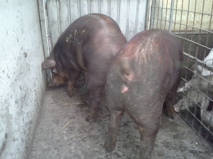 20160308_180147 - duroc femele 2016