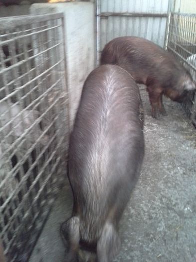 20160308_180203 - duroc femele 2016