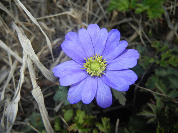 Anemone Blue Shades (2016, March 03) - Anemone Blue Shades