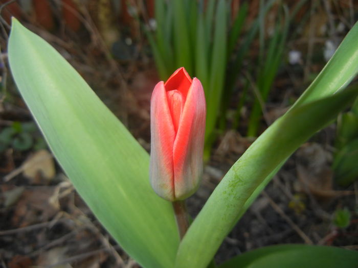 Tulipa Showwinner (2016, March 08) - Tulipa Showwinner