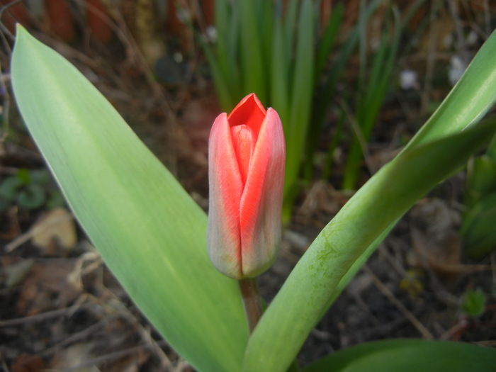 Tulipa Showwinner (2016, March 08)