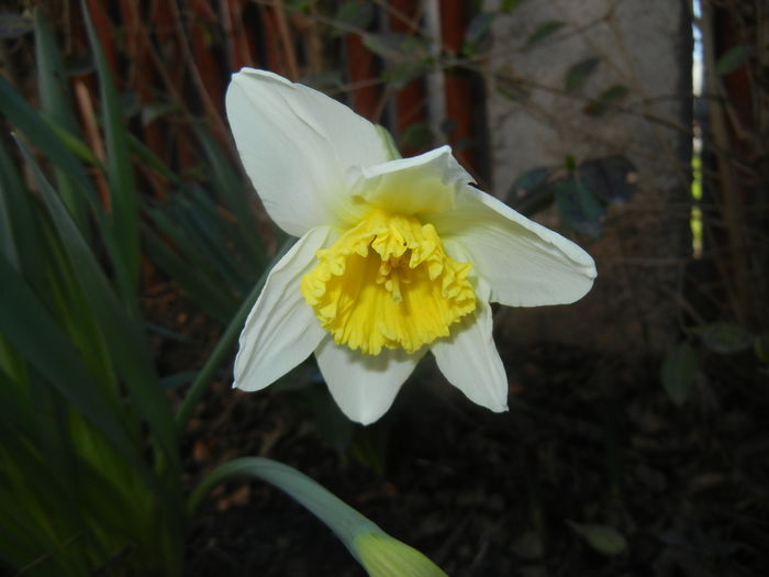 Narcissus Ice Follies (2016, March 08)