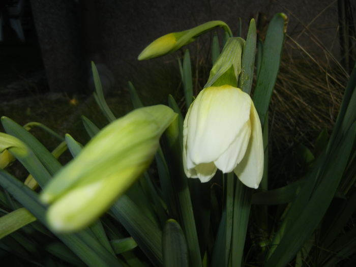 Narcissus Ice Follies (2016, March 08)