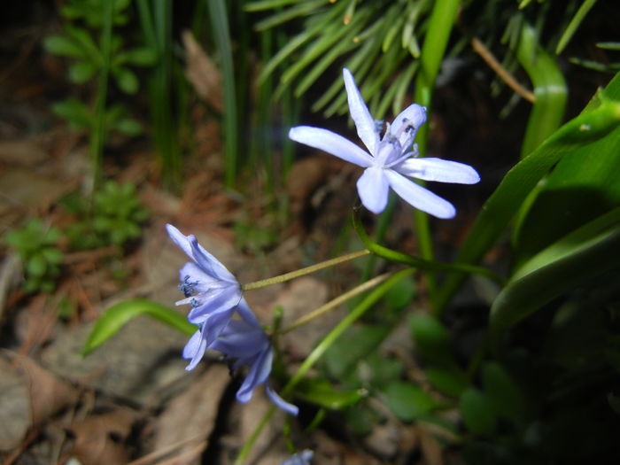 Scilla bifolia_Alpine Squill (2016, Mar.02) - SCILLA Bifolia_Alpine Squill