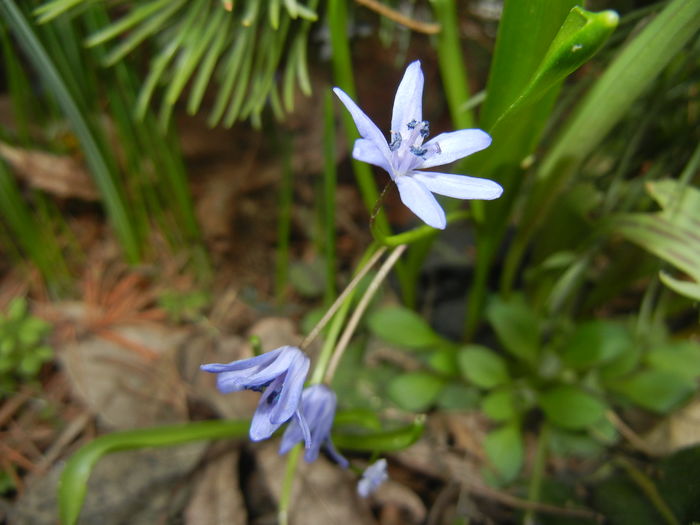 Scilla bifolia_Alpine Squill (2016, Mar.03)