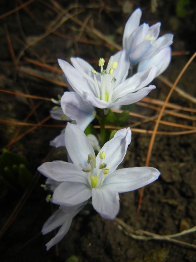 Scilla tubergeniana (2016, Feb.15)