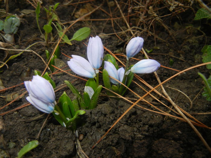 Scilla tubergeniana (2016, Feb.15)