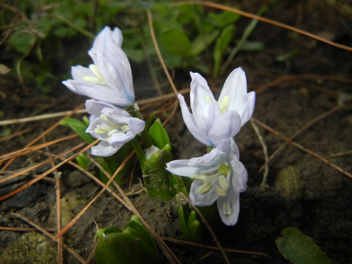 Scilla tubergeniana (2016, Feb.15) - SCILLA Tubergeniana_White Sq