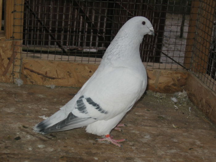 PRINTU - dat la schimb 2015; Mascul 2014.
