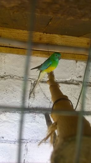WP_20160309_006 - papagali cantatori de vanzare 100 ron perechea