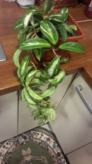 hoya carnosa exotica variegata - hoya- colectia mea
