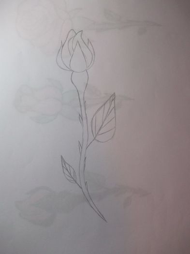 rose stage 1 - Schite-Desene