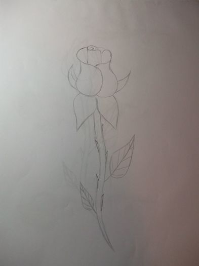 rose stage 2 - Schite-Desene