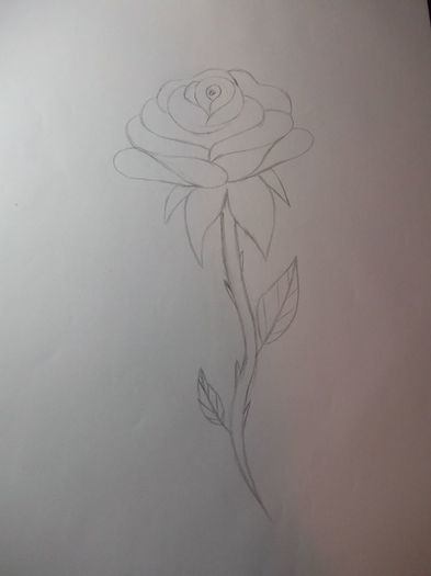rose stage 3 - Schite-Desene