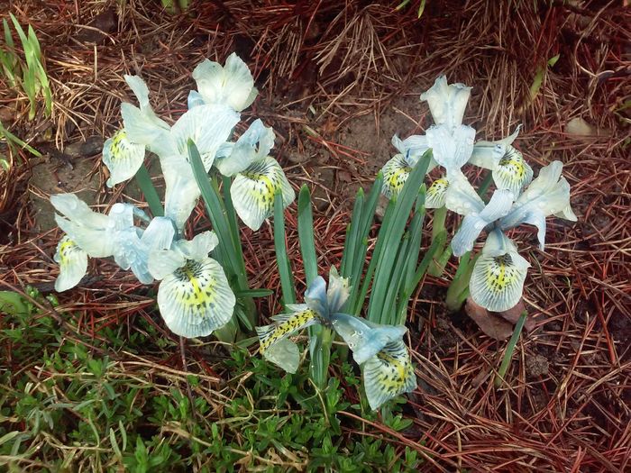 iris reticulata 'Katharine Hodgin' - Irisi pitici 2016