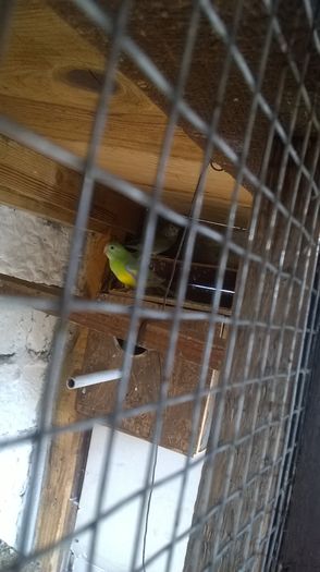WP_20160309_004 - papagali cantatori