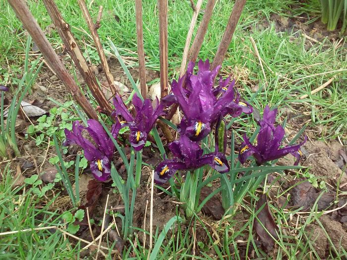 iris reticulata 'Pauline' - Irisi pitici 2016