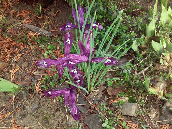 iris reticulata 'J.S.Dijt' - Irisi pitici 2016