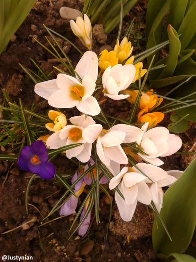 Fotografie0014 - AAAA__CROCUS 2016_2017_2018_2020_2021