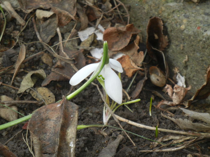 Snowdrops (2016, February 15)