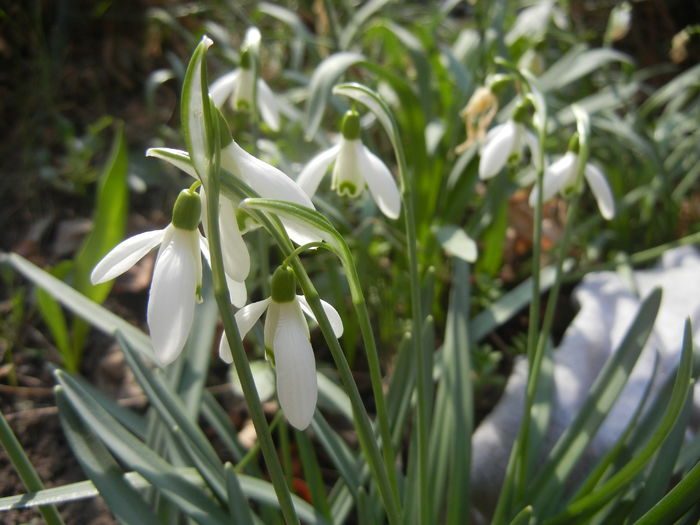 Snowdrops (2016, February 26)