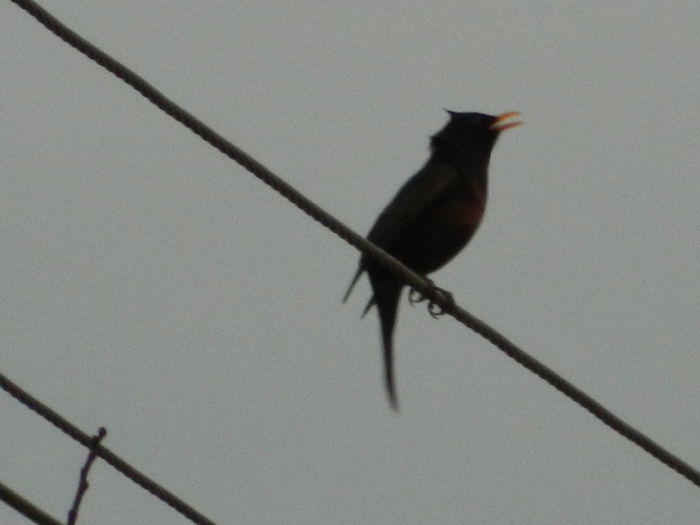 DSCN0156 - 2016 MARTIE