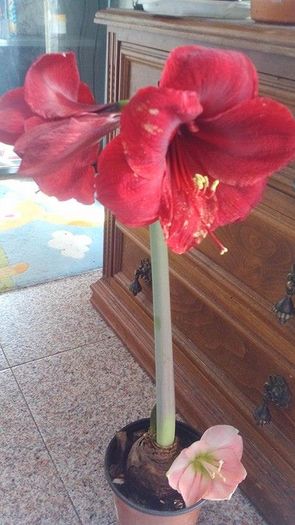 carmen - Amaryllis 2016