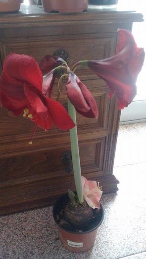 carmen - Amaryllis 2016