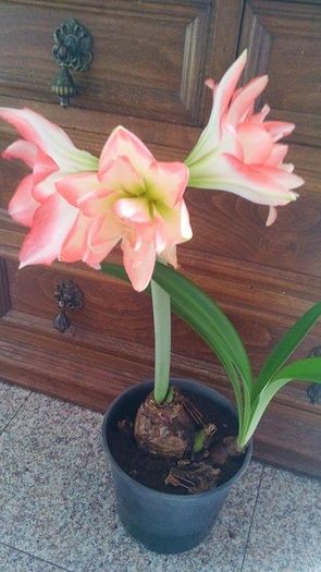 3 - Amaryllis 2016