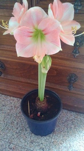 12825361_1082247511847530_637205218_n - Amaryllis 2016