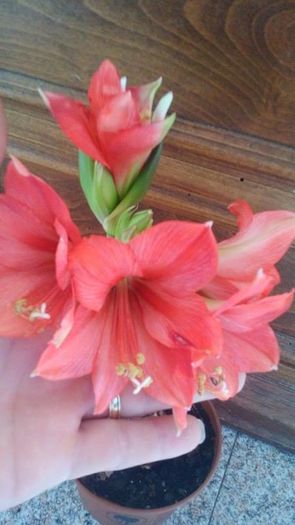 12833243_1082247541847527_426656580_n