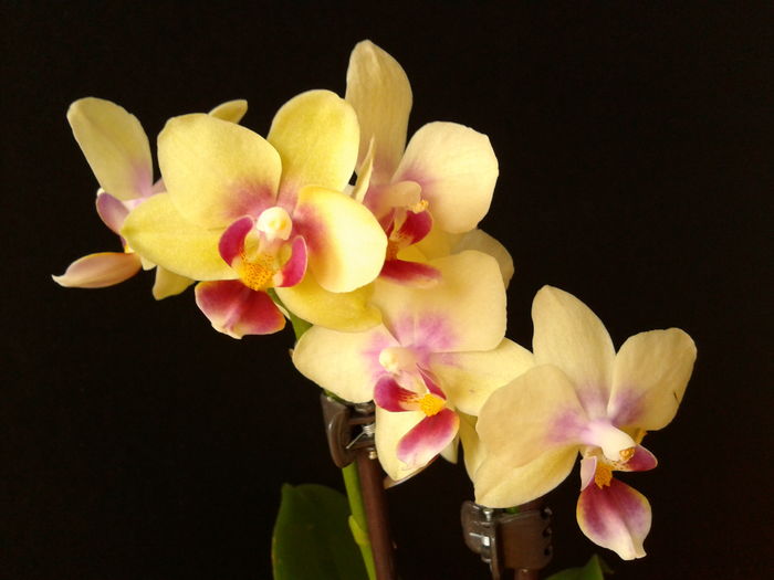 Trimis la - carmencosminacovaci.sunphoto.ro; DETALIU - Orhidee Phalaenopsis (Asa va inflori!)
