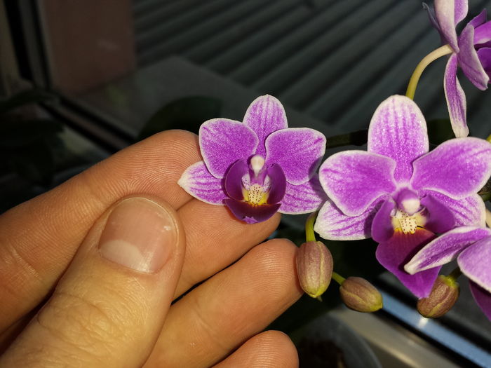 Trimis la - andreiacamelia.sunphoto.ro; DETALIU - Orhidee Phalaenopsis (Asa va inflori!)
