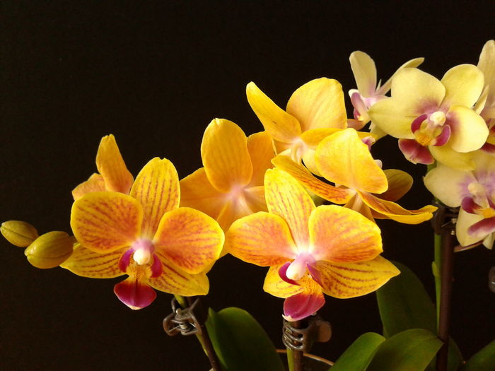 Trimis la - carmencosminacovaci.sunphoto.ro; DETALIU - Orhidee Phalaenopsis (Asa va inflori!)
